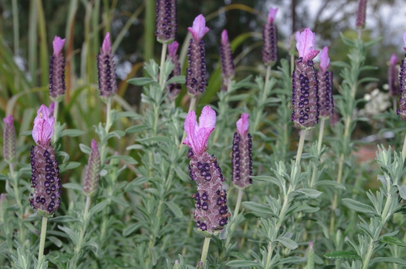 Italian lavender - beautiful but a declared noxious weed in parts of Australia and Spain.