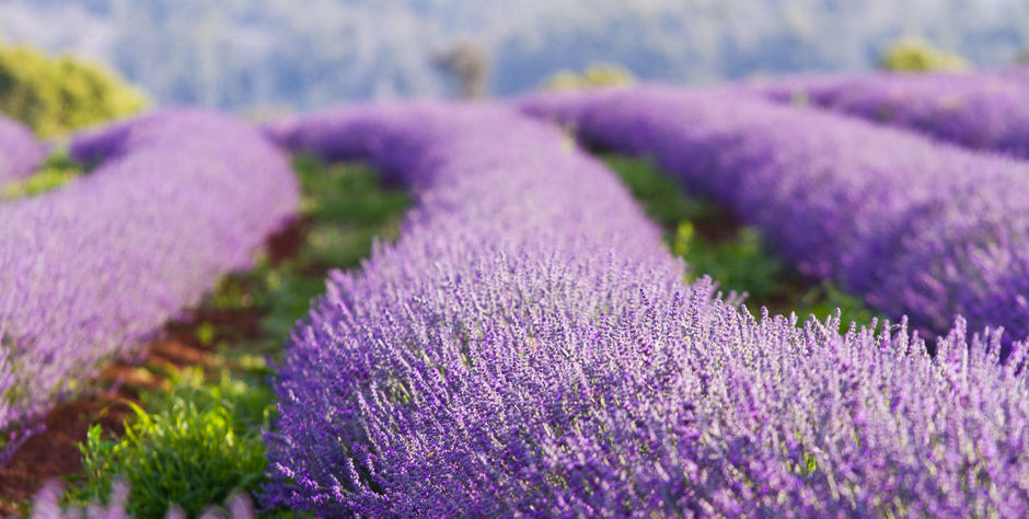 A lavender farm in Tasmania, Australia