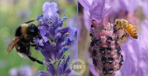 Honey made from lavender is very highly regarded.