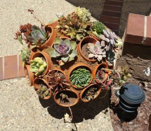 Clay Pot Succulent Sphere Magic: 10 Steps to DIY Success