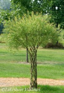 Living Willow Structures