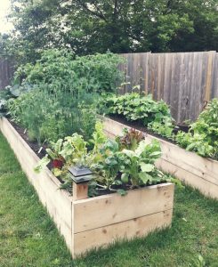 Raised Garden Bed Projects - The garden!