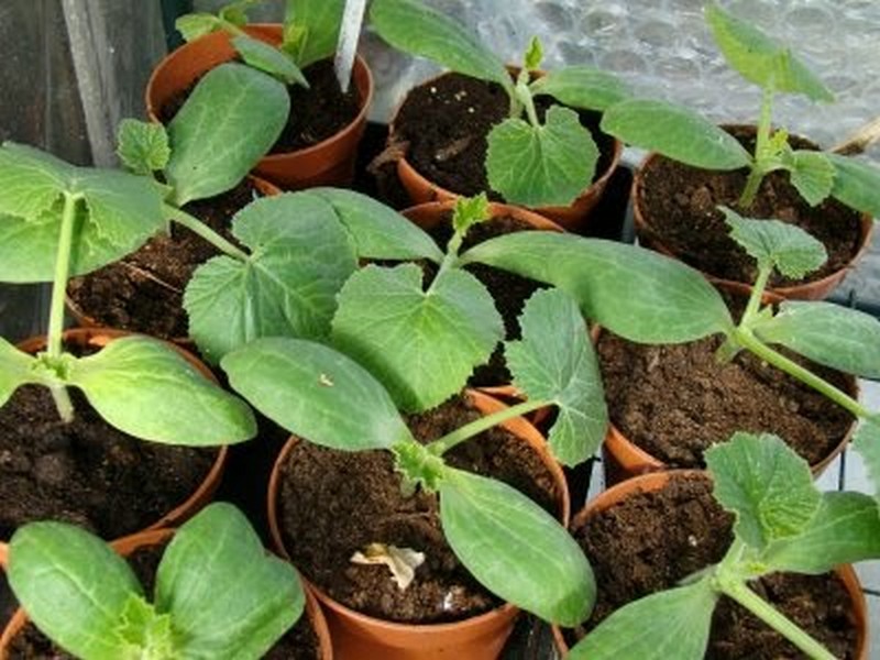 Vegetables in Container Pots