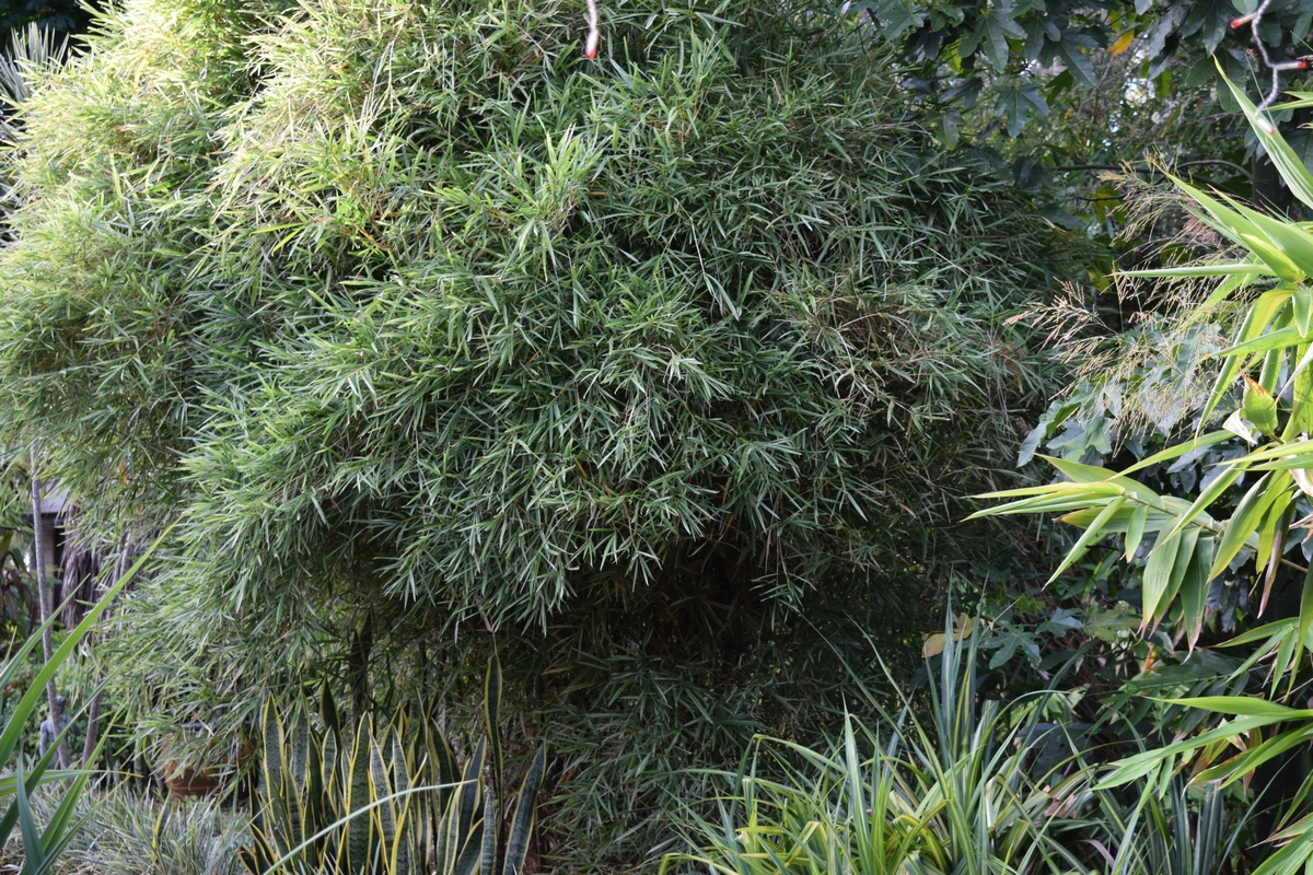 There are very few plants that provide the density of growth that is found in the Malay Dwarf variety. This specimen was planted seven years ago.