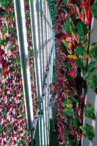 Over the Rainbow Chard: A worker tends to double-sided walls of rainbow chard at one of Plenty’s facilities. Tubes of LEDs tuned for these specific plants light the leaves from multiple angles, something conventional vertical farms are now starting to experiment with by lighting the leaves from beneath as well as above.