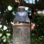 How to Make a Yellow Jacket Bottle Trap – The garden!