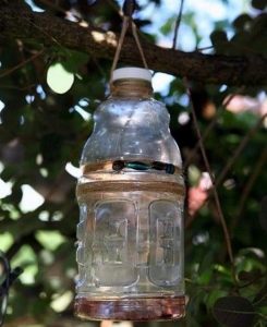 Yellow Jacket Bottle Trap: Safety in 7 Steps – The garden!