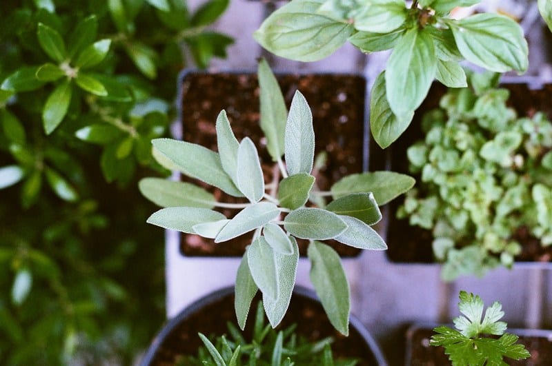 You can grow sage from seed, cuttings or just buy some seedlings from your local nursery.