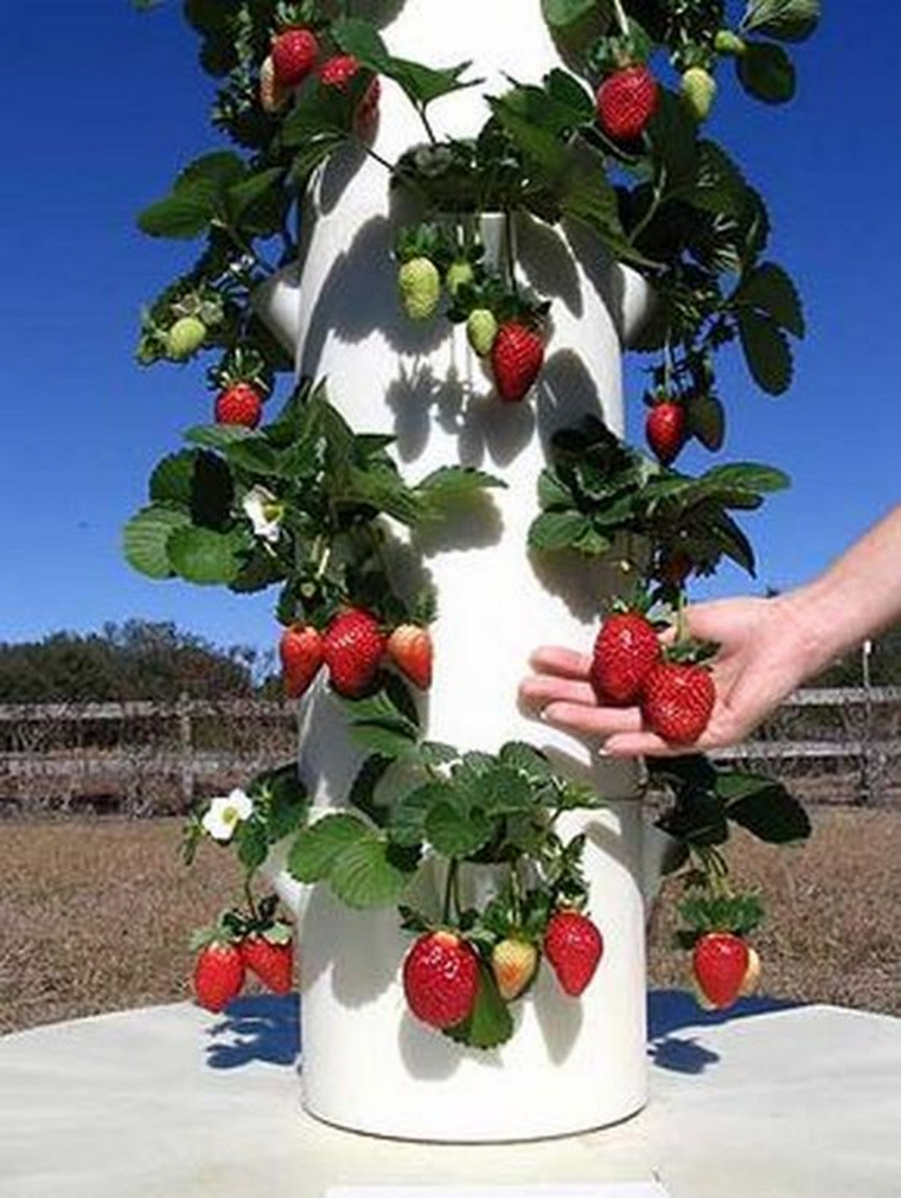 How To Build A Strawberry Tower The Garden