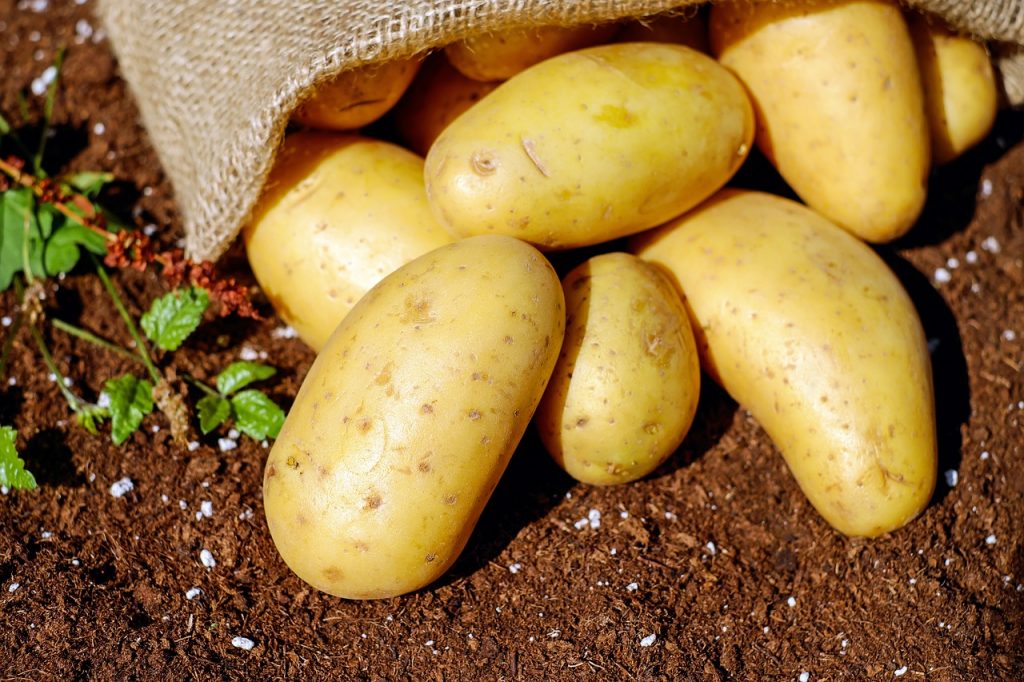 Growing potatoes is nearly impossible to mess up!