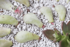 How To Propagate Succulents In 11 Practical Steps – The Garden!