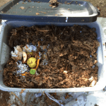 DIY Worm Composting Bin | The garden!