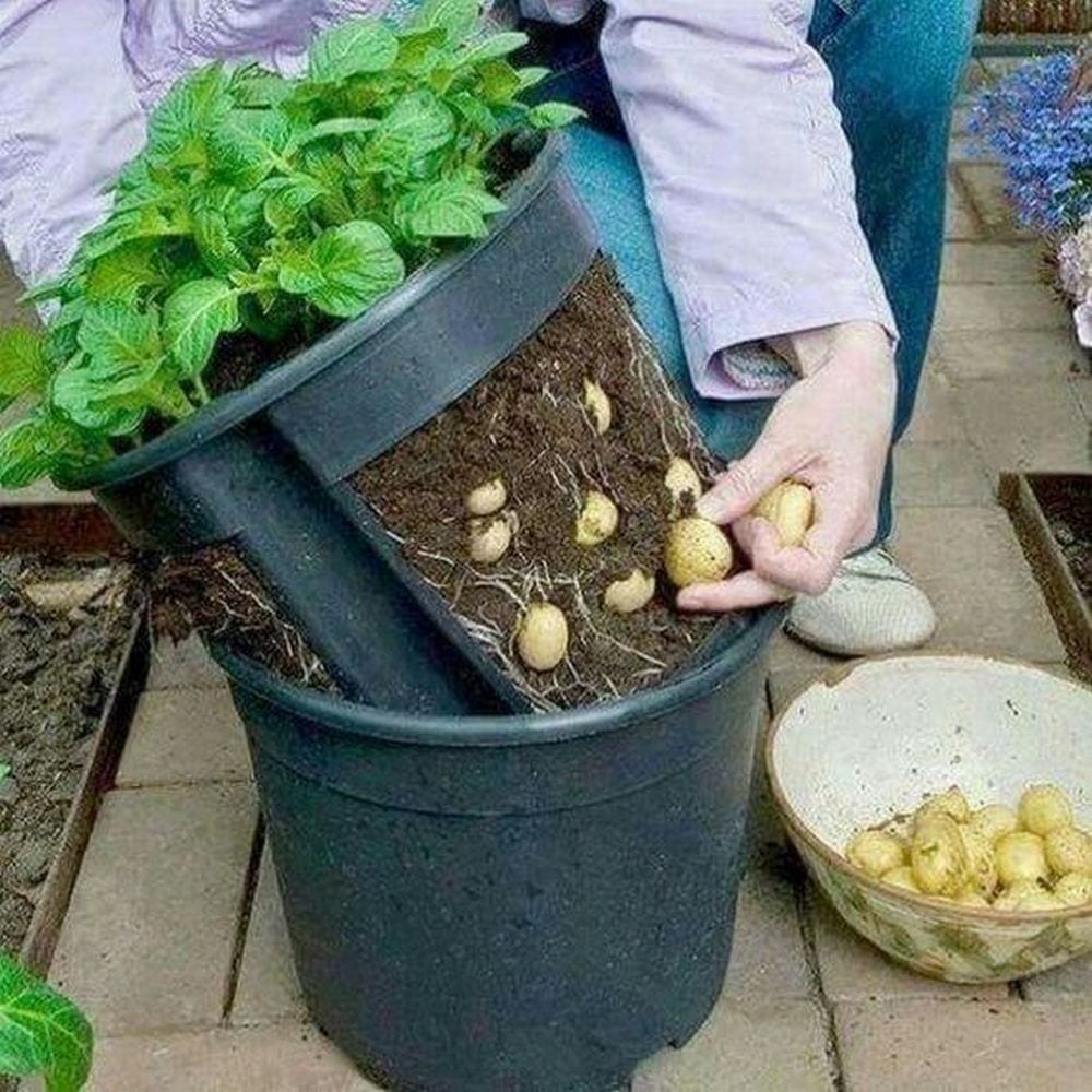 potatoes growing buckets grow digging without gardens garden idea great
