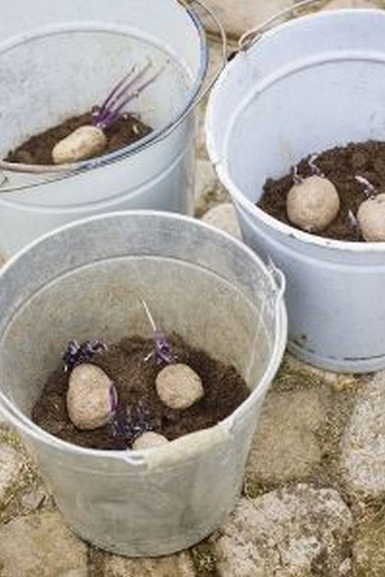 How to Grow Potatoes in Buckets in 4 Easy Steps! – The garden!