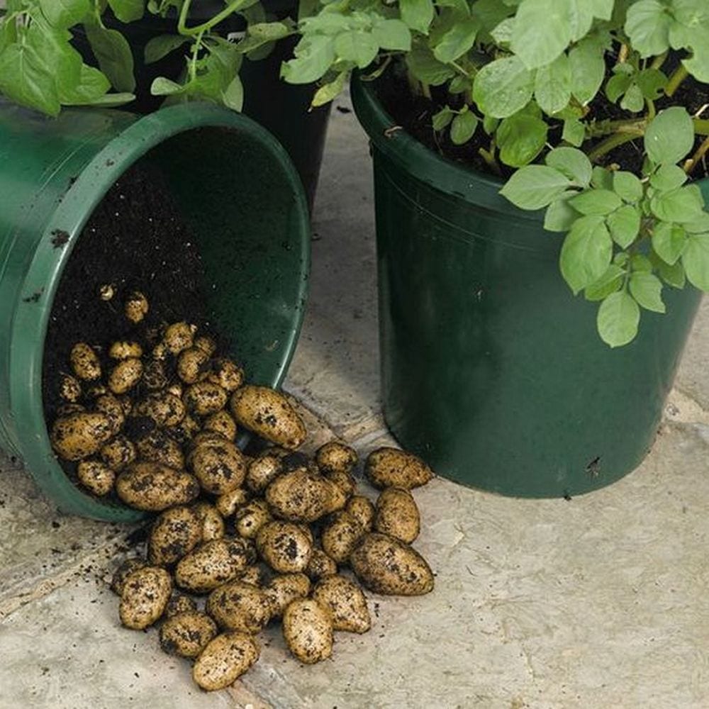 Выращивание картофеля домашних условиях. Посадка картошки в ведрах. Вырастить картошку в ведре. Вырастить картофель в ведре. Картошка в бочке.