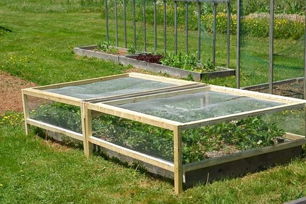 Strawberry cages help protect your beloved strawberry plants from pesky animals and critters.