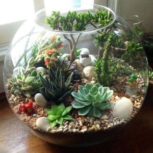 How to Grow a Succulent Terrarium - The garden!