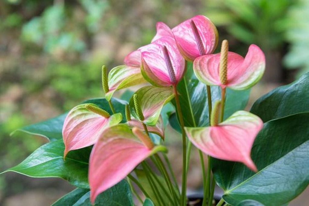 Since anthuriums dislike moist soil, there is really no need to water them constantly.
