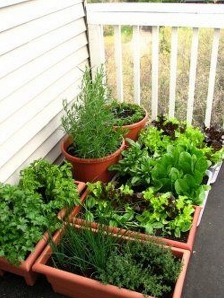 How to Grow a Balcony Vegetable Garden - The garden!