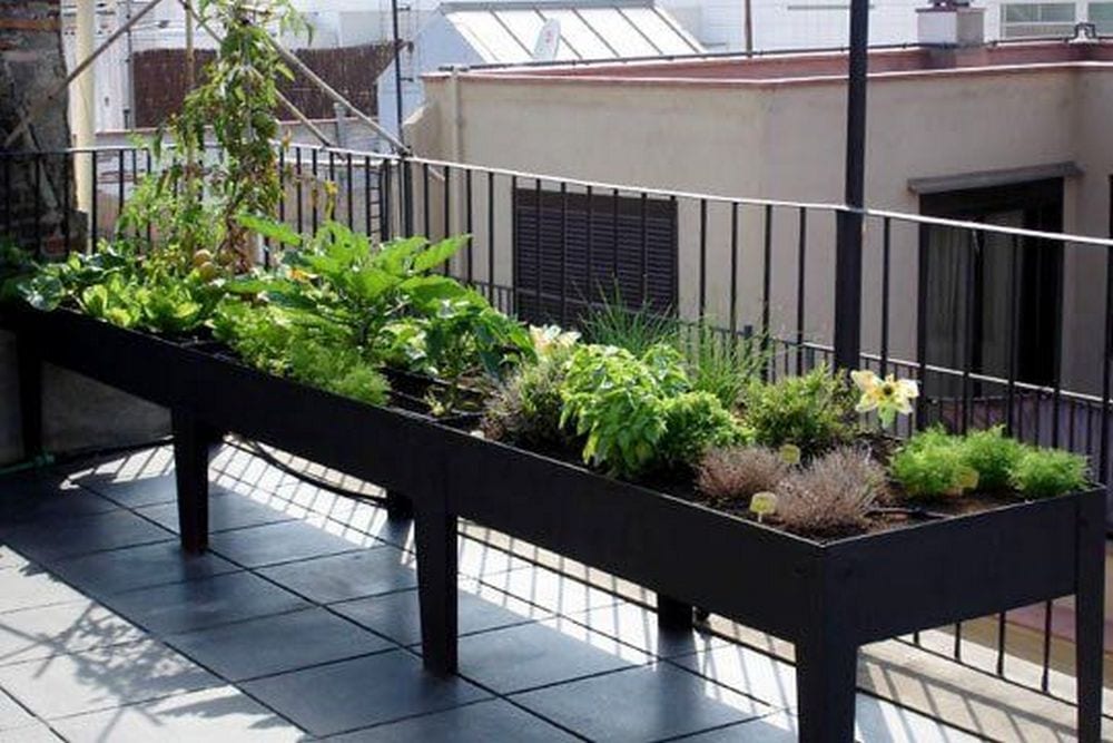 How to Grow a Balcony Vegetable Garden