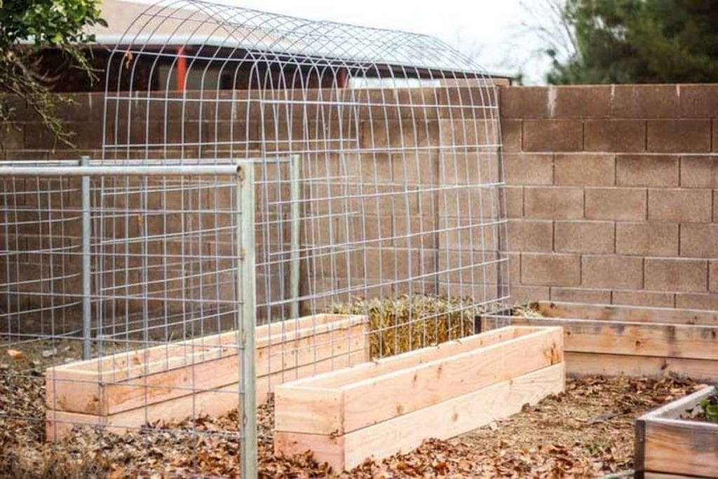 Be sure you add a trellis arrangement so the beans can grow upwards.