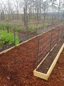 Trellis and Raised Garden Box Combo: Cheap 9-Step Project – The garden!