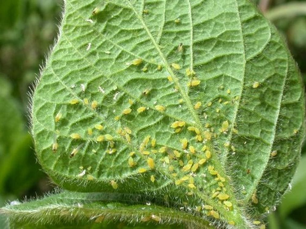 Natural Ways to Kill Aphids
