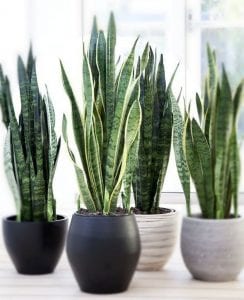 5 Best Houseplants That Can Grow in Your Bathroom