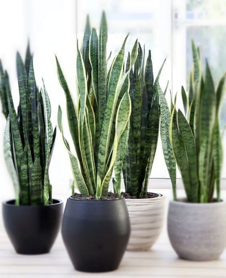 5 Best Houseplants That Can Grow in Your Bathroom – The garden!