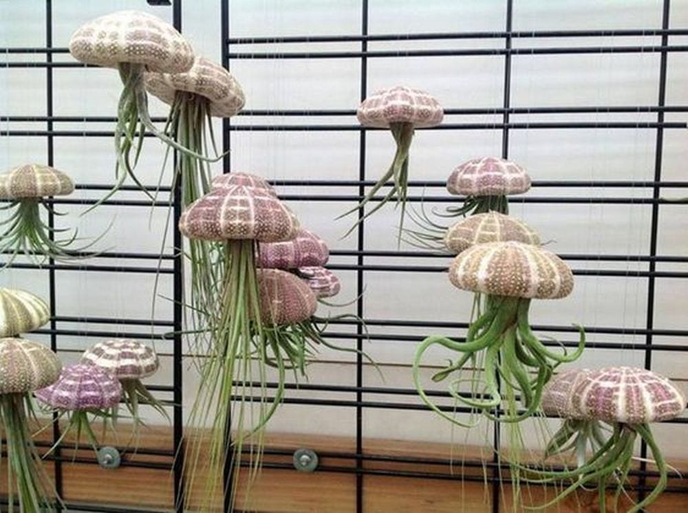 These jellyfish air plants would instantly brighten up a space in your home.