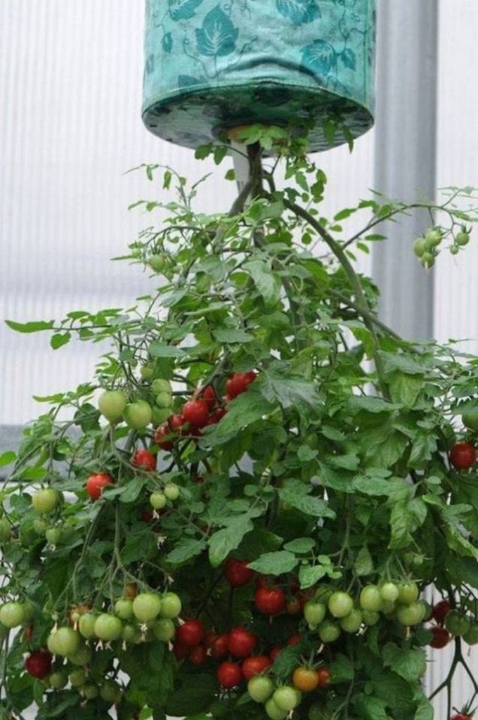 Grow Your Own Upside Down Tomato Planter - The garden!