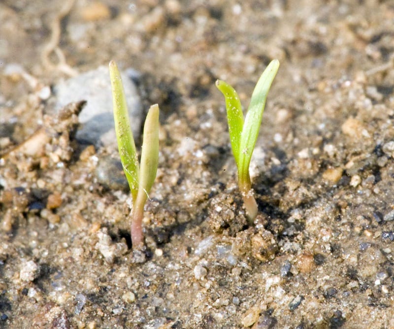 carrot seedlings died