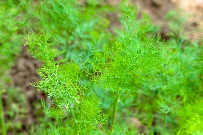 Because dill does not transplant well, you should sow dill seeds directly into the garden after the frost has passed in the spring. 