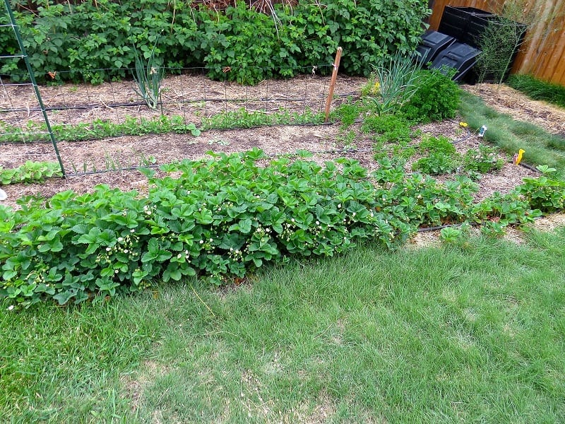 You should design your no-till garden beds with plenty of walking and kneeling space.