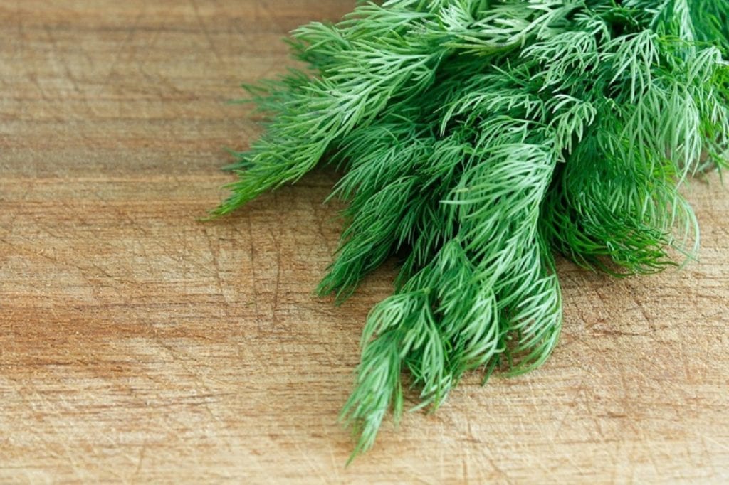 The best way to enjoy fresh dill is by growing the herb in your garden. 