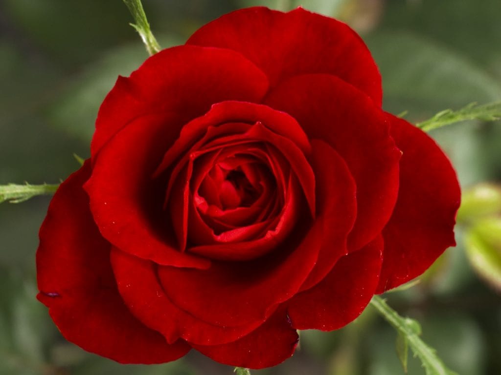 Roses are icons to beauty, innocence, politics, and love.