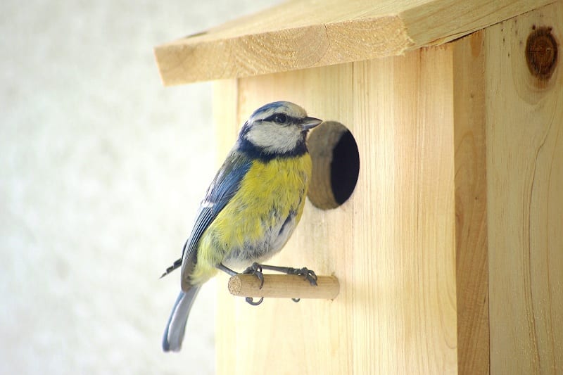  Place feeders, nest boxes, and dust baths in places where birds can spot danger easily. 