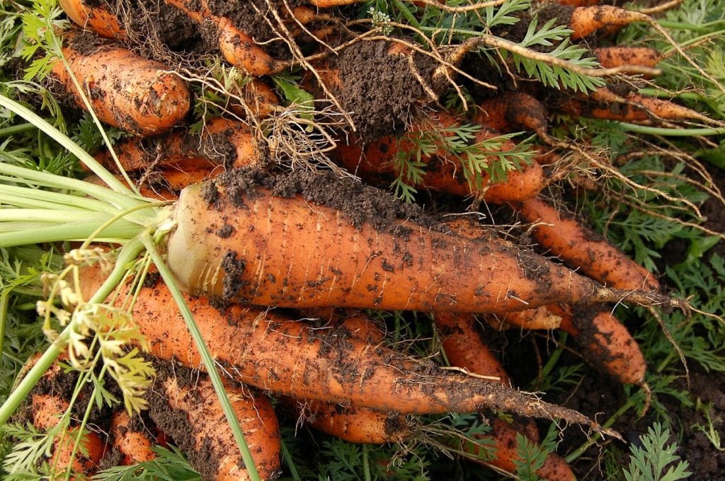 How to Plant Carrots