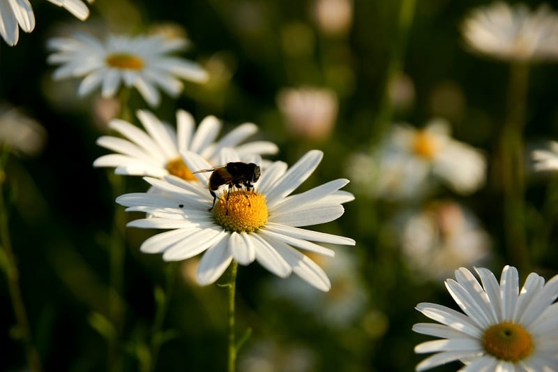 Some species of chrysanthemum produce a compound called pyrethrum. 