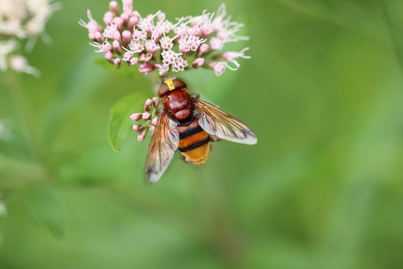 Hoverflies look like small bees,