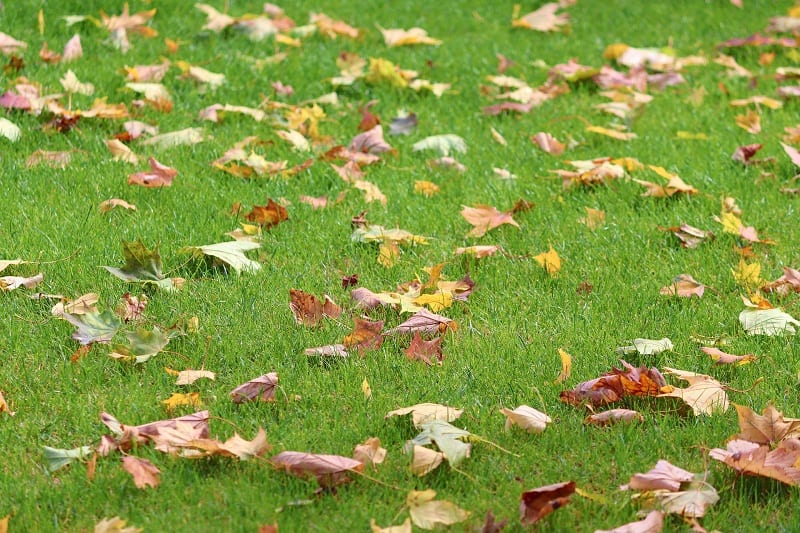 Research shows that mowing leaves and leaving them on your lawn improves the soil, lessening the need for fertilizer in the spring. 