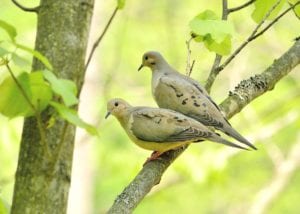 Invite Birds into Your Garden