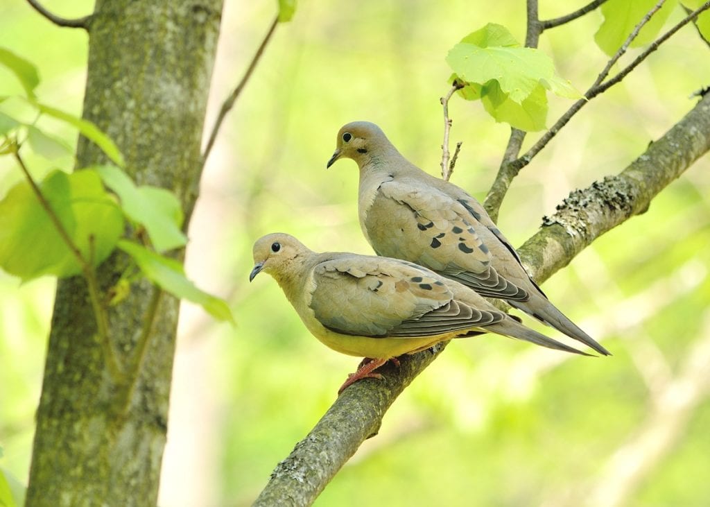 Just sitting in your garden listening to birdsong is a wonderful way to spend an afternoon. 