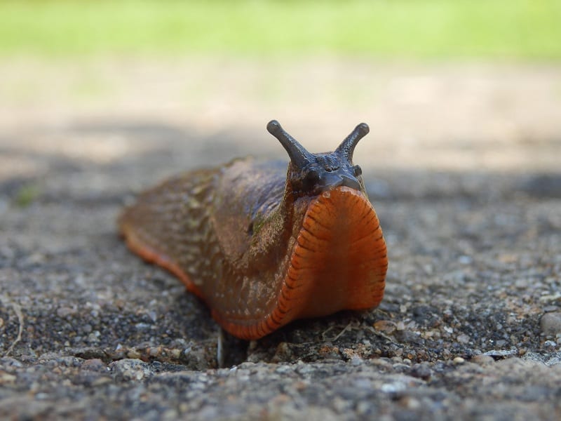 Chemical-free pest control is easier in container gardens. 