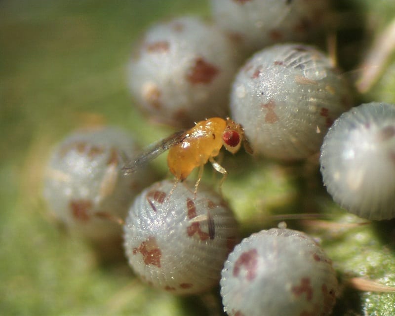 The Trichogramma eggs hatch into small larvae, which feed on the inside of pest eggs and larvae, killing them. 