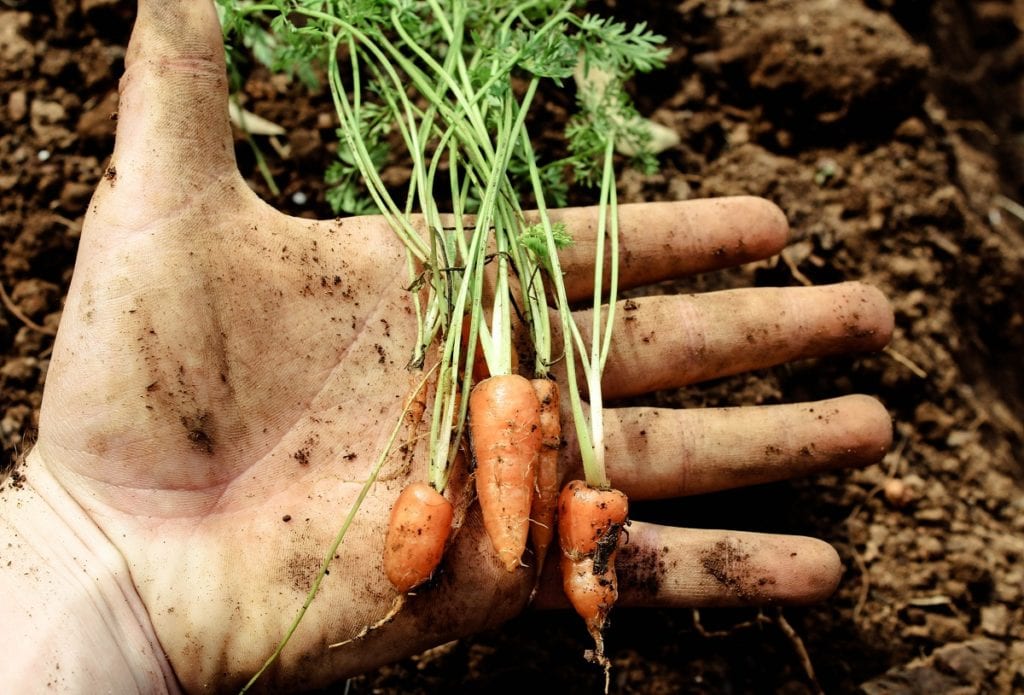 Baby vegetables are becoming popular among many gardeners. 