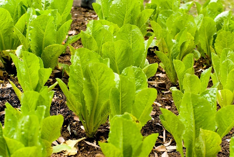 The baby romaine lettuce reaches maturity in less than two months.  