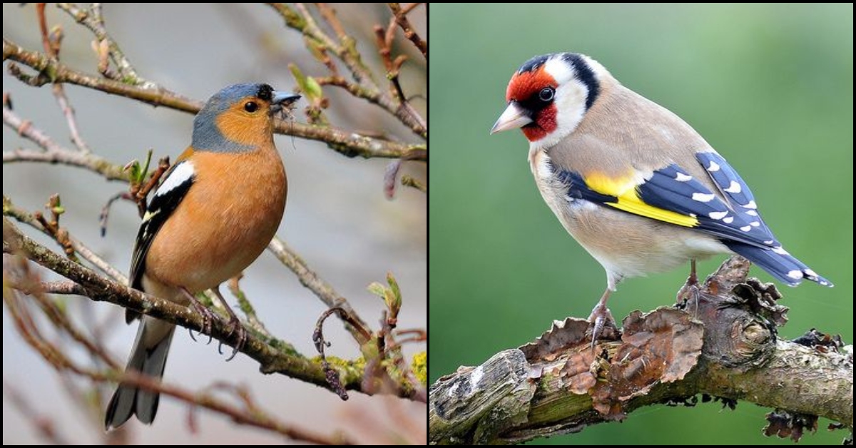 4 Easy Ways to Invite Birds into Your Garden – The garden!