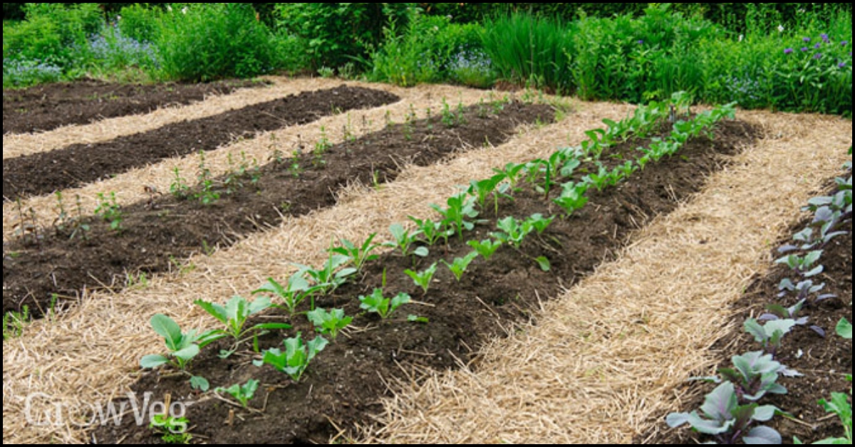 How to Build a No-Till Vegetable Garden | The garden!