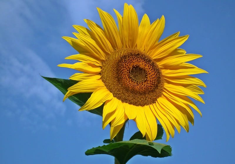 You can harvest the unopened buds of sunflowers, remove the sepals, and steam the buds until tender. 